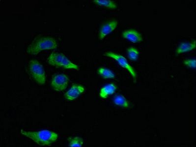 NKAIN4 Antibody
