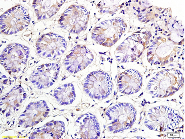 NKG2A Rabbit Polyclonal Antibody