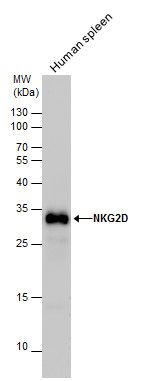 NKG2D Rabbit Polyclonal Antibody
