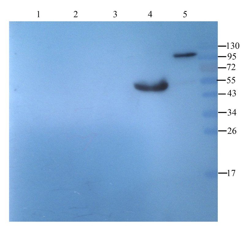 NKp44 antibody