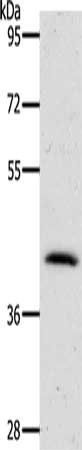 NKX2-1 Antibody
