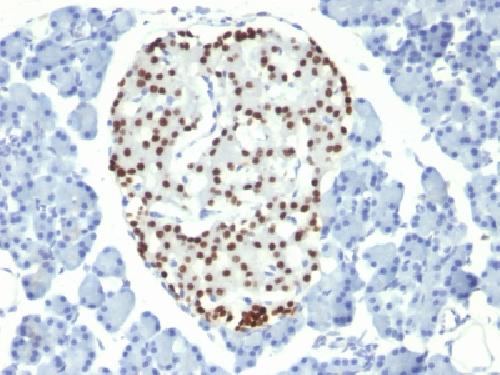 NKX2-2 antibody