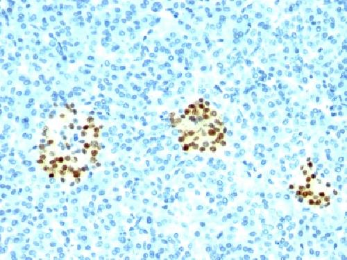 NKX2-2 antibody