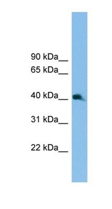 Nkx2-3 antibody