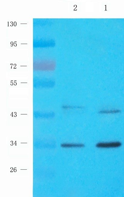 NKX2-5 antibody