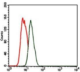 NKX2.2 Antibody