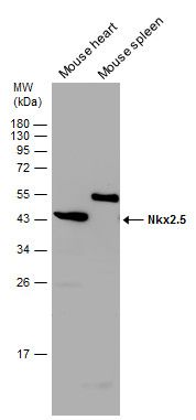 NK2 homeobox 5 Antibody