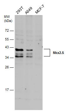 NK2 homeobox 5 Antibody