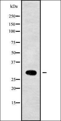 NKX22 Antibody