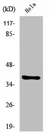 NKX2-4 Antibody