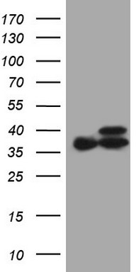 Nkx3.1 Antibody