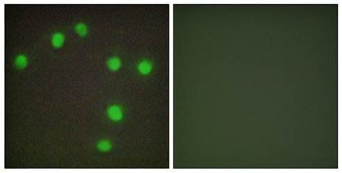 NKX6.3 Antibody