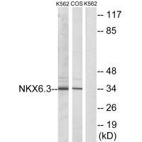 NKX6-3 antibody
