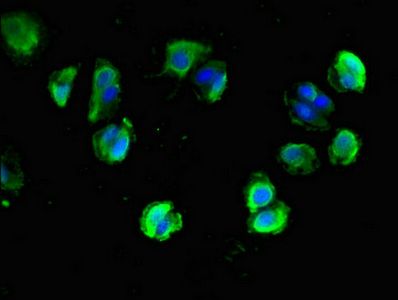 NLGN1 antibody