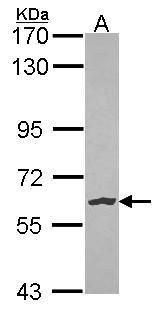 NLK antibody