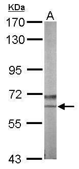 NLK antibody