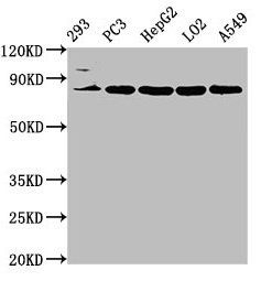 NLN antibody