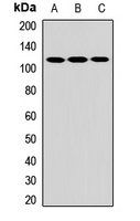 NLRC4 antibody
