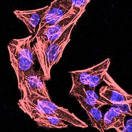 phospho-NLRC4(Ser-533) Antibody
