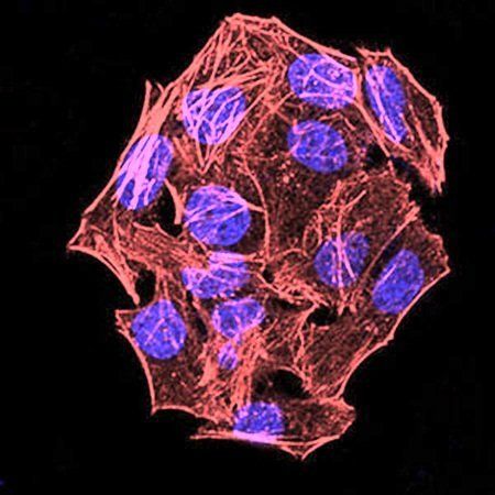 phospho-NLRC4(Ser-533) Antibody