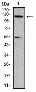 NLRC4 (phospho-Ser-533)