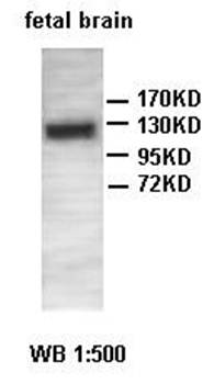 NLRC4 antibody