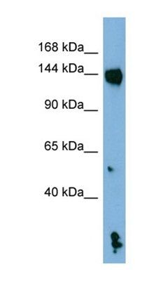 NLRP1 antibody