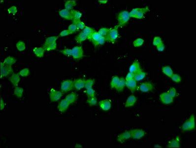 NLRP1 Antibody