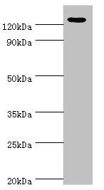 NLRP2 Antibody