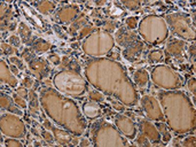 NLRP4 Antibody