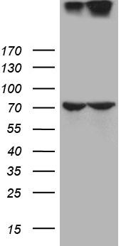 NLRX1 Antibody