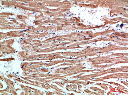 NLRX1 Antibody