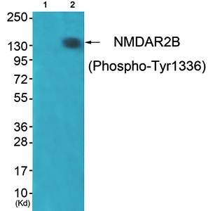 GRIN2B (phospho-Tyr1336) antibody