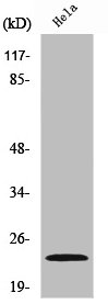 NME1 Antibody