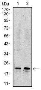 NME2 Antibody