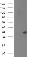 NME4 Antibody