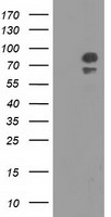 NME4 Antibody