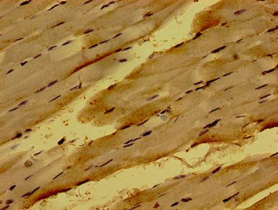 NME6 Antibody