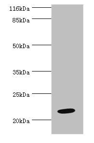 NME6 antibody