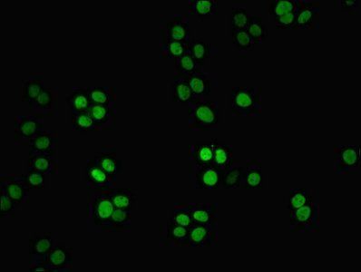 NMNAT1 antibody