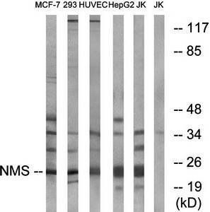 NMS Antibody