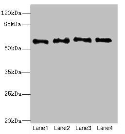 NMT2 antibody