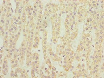 NMUR1 Antibody
