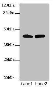 NMUR1 Antibody