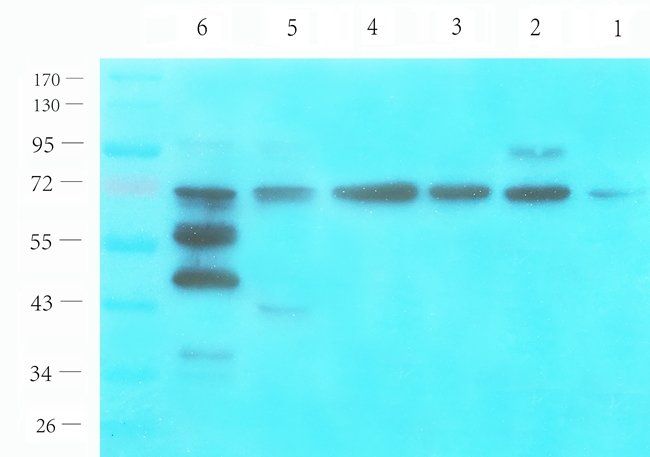 NMUR2 antibody