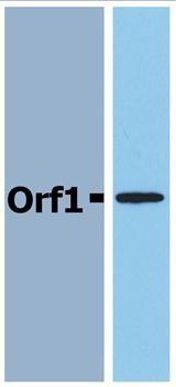 Orf1 (N. meningitidis) Antibody