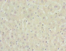 NNMT Antibody