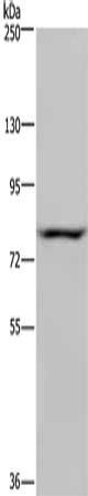 NOC2L antibody