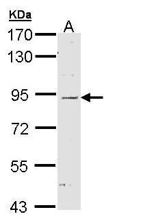 NOD1 antibody