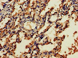NOG Antibody
